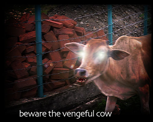 Picture of vengeful cow