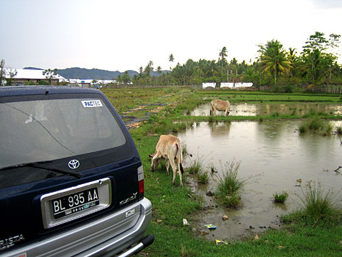Field with cows