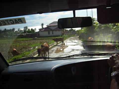 Dodging cows